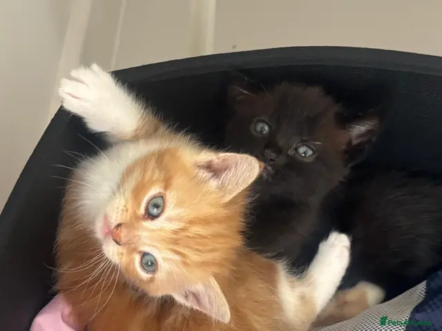 Mixed Breed cats Cute kittens looking for a new home - Advert 8