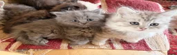 Scottish Fold cats for sale: GORGEOUS SCOTTISH FOLD X EXOTIC PERSIAN KITTENS - Advert 6