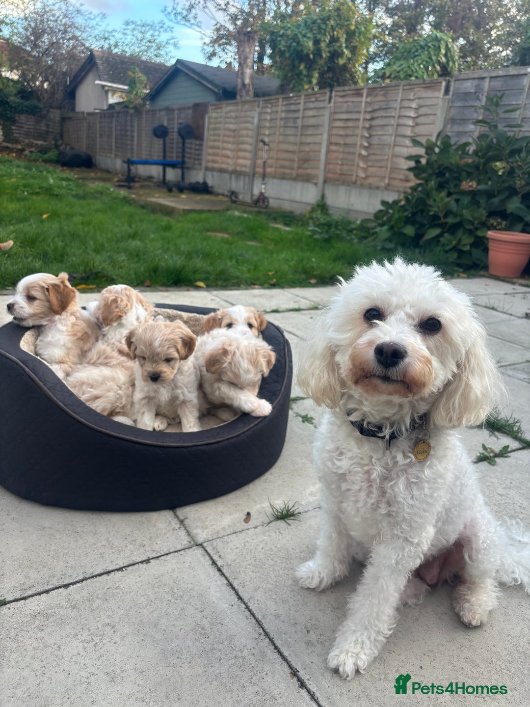 Mixed Breed dogs for sale: 💙 Blue Baby Boy Wants a new home 💙 - Advert 11