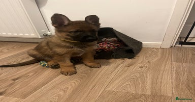 German Shepherd dogs - Advert 2