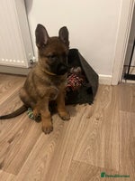 German Shepherd dogs - Advert 4