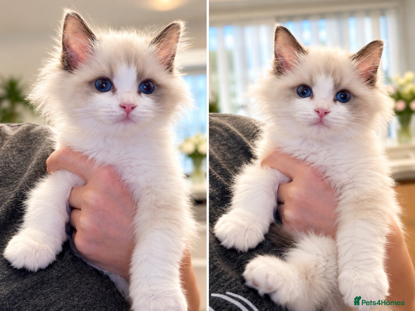 Ragdoll cats Chunky TICA Registered ragdoll Kittens  - Advert 12