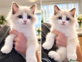 Ragdoll cats Chunky TICA Registered ragdoll Kittens - Advert 3