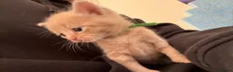 Mixed Breed cats for sale: Five beautiful kittens  - Advert 34