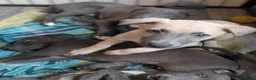 Whippet dogs for sale: Whippets - Advert 5