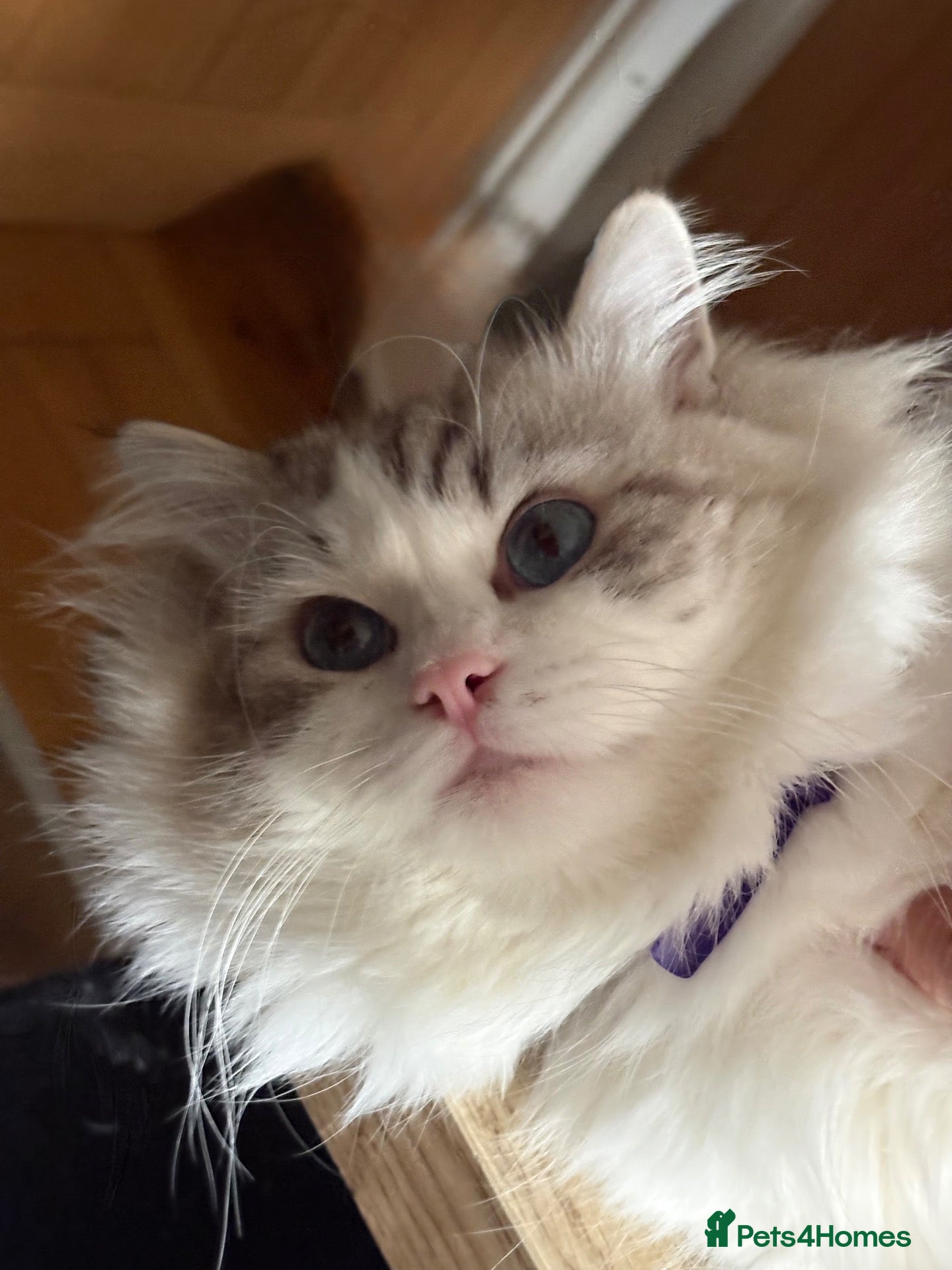 Ragdoll cats Valentino 🩵 – for breeding/showing or as a pet. - Advert 1