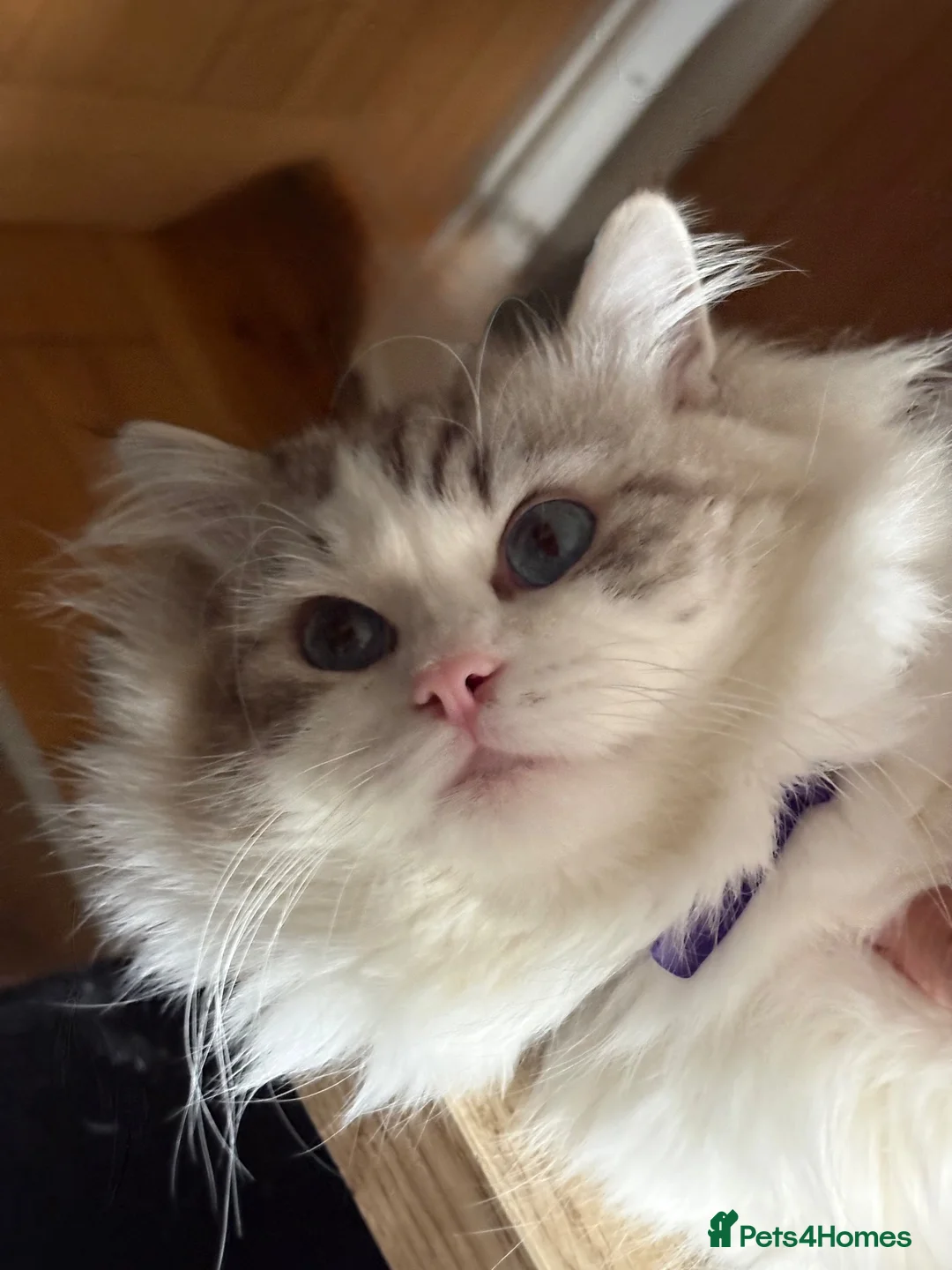 Ragdoll cats for sale: Valentino 🩵 – for breeding/showing or as a pet. - Advert 1
