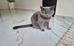British Shorthair cats for sale: British Blue Gril  - Image 1