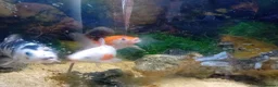 Koi Carp fish for sale: 3 koi carp for sale and 3 goldfish in Rossendale - Advert 5