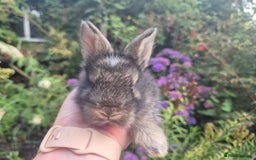 Angora rabbits for sale: 😍Large Angora babies- parents imported from 🇫🇷  - Image 14