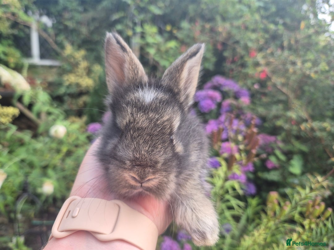 Angora rabbits for sale: 😍Large Angora babies- parents imported from 🇫🇷  - Image 14