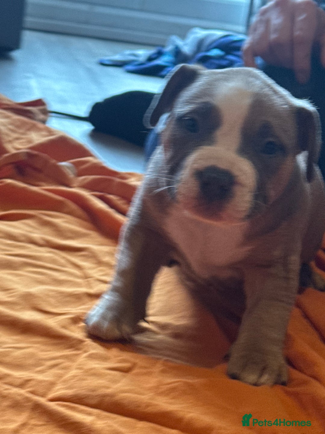 American Bully dogs for sale: Pocket bully - Image 9
