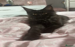 Maine Coon cats for sale: black smoke female  - Image 6