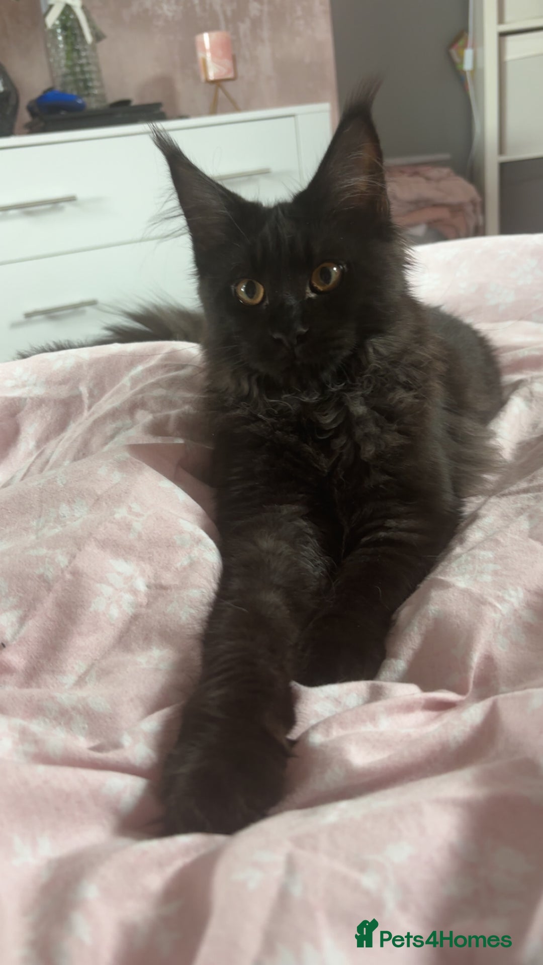 Maine Coon cats for sale: black smoke female  - Image 6