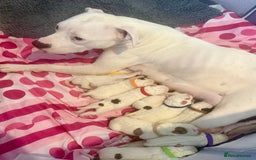 American Bulldog dogs for sale: Ready in 2 weeksbeautiful American bulldog puppies - Image 15