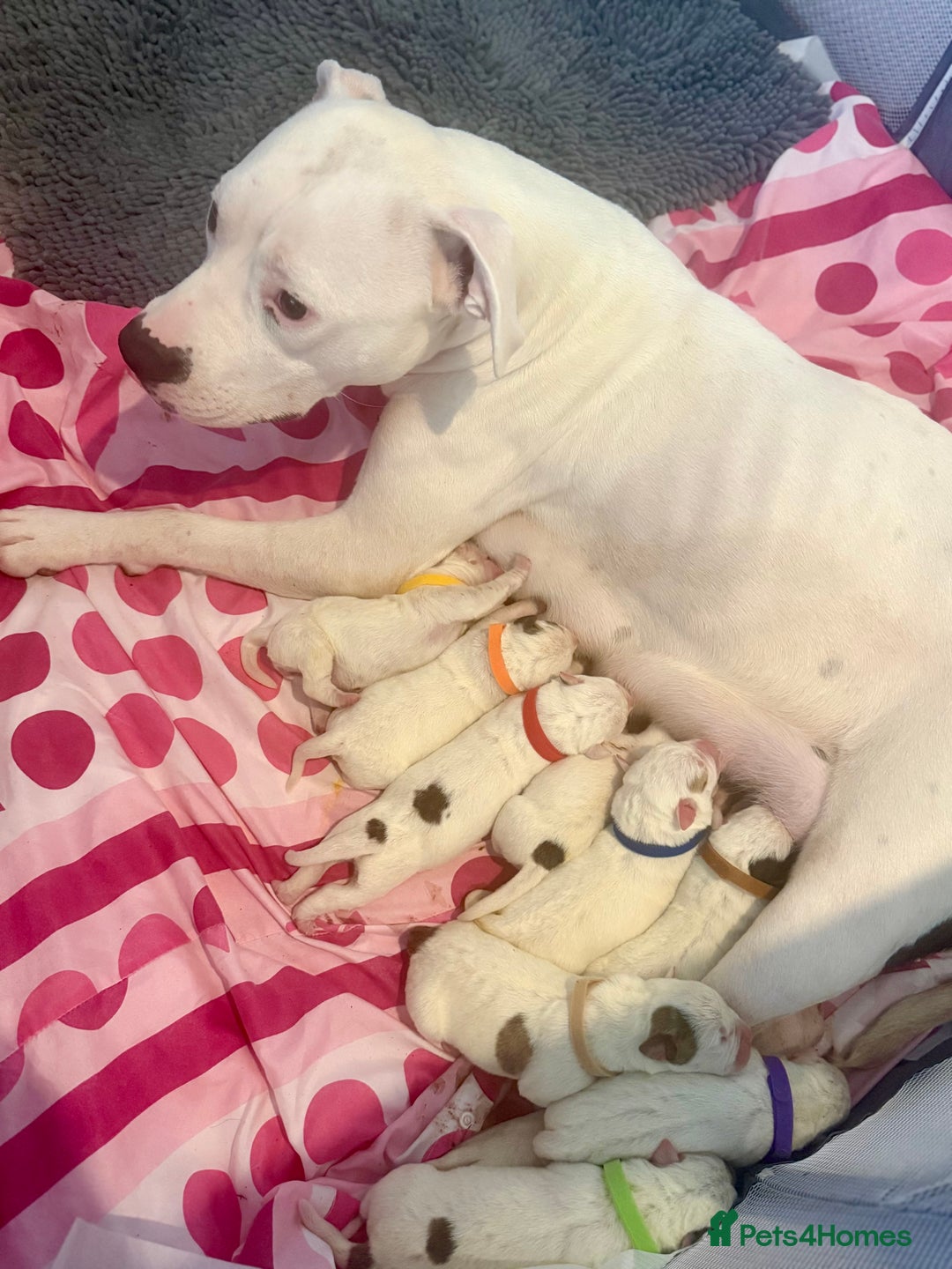 American Bulldog dogs for sale: Ready in 2 weeksbeautiful American bulldog puppies - Image 15