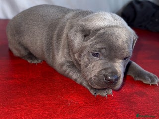 Staffordshire Bull Terrier dogs 4 Blue Staffordshire bull terriers - Advert 4