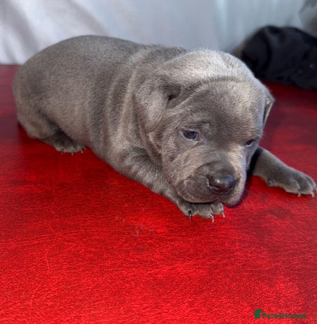 Staffordshire Bull Terrier dogs - Advert 1