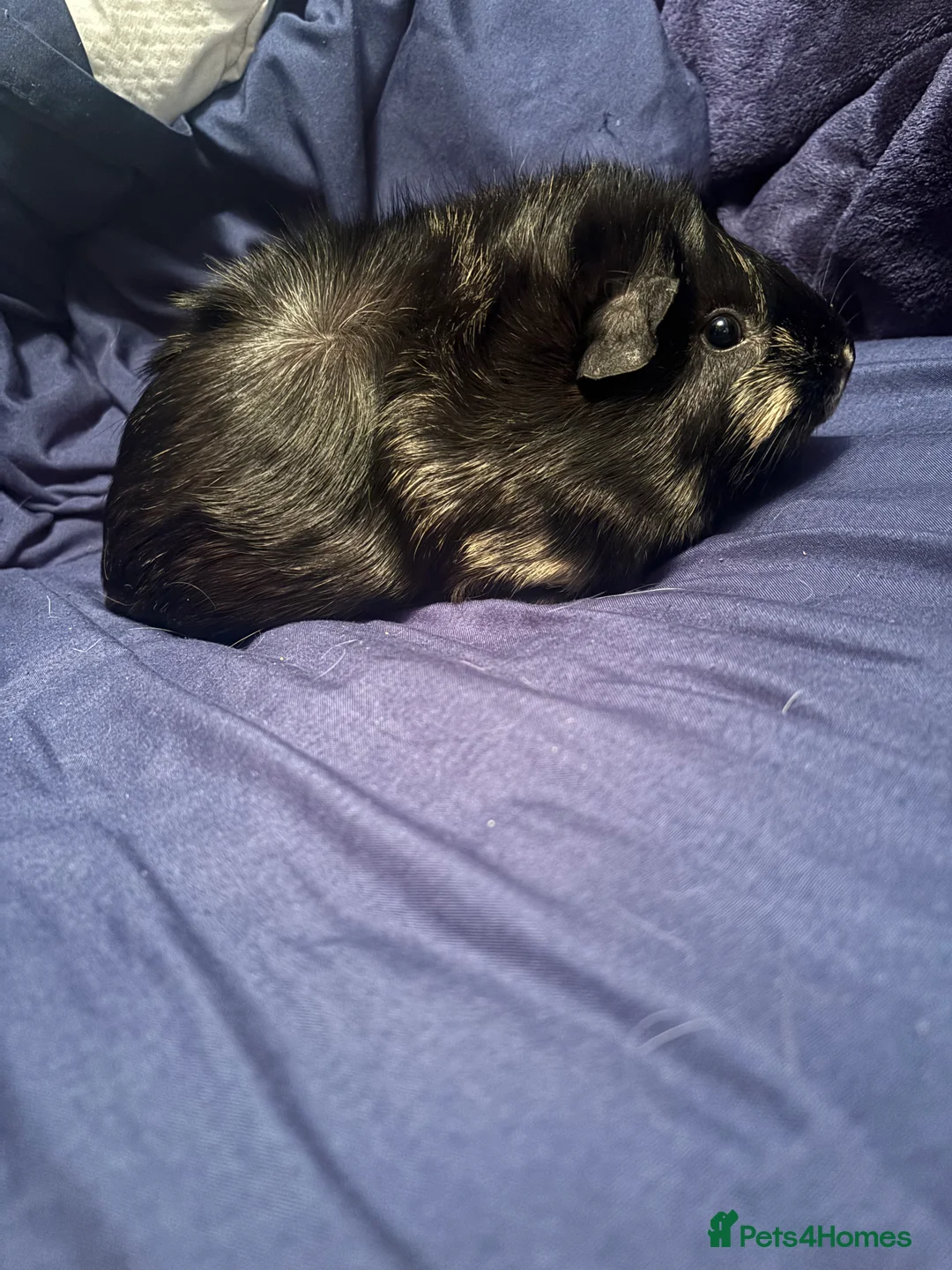 Guinea Pig rodents for sale: Three female guinea pigs  - Advert 5