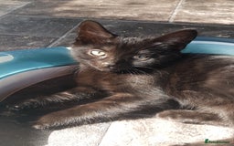 Mixed Breed cats for sale: Lovely Bengal Cross Kittens - Image 12