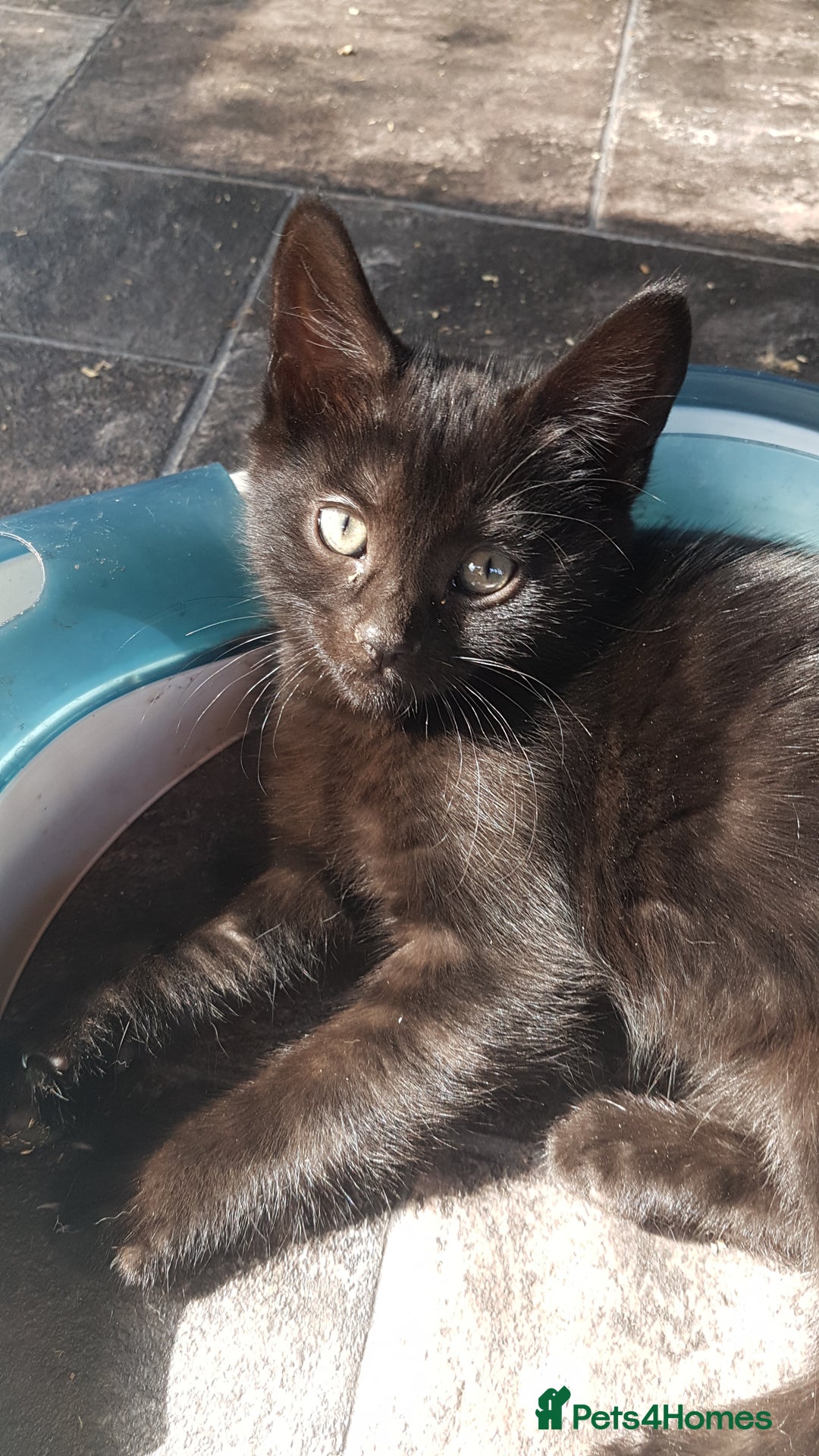 Mixed Breed cats for sale: Lovely Bengal Cross Kittens - Image 12