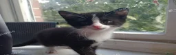 Mixed Breed cats for sale: Playful kittens in Bolton - Advert 4