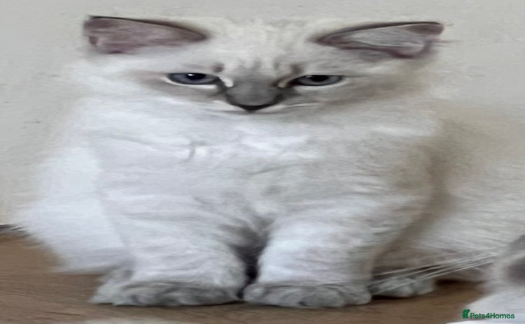 Ragdoll cats - Advert 15