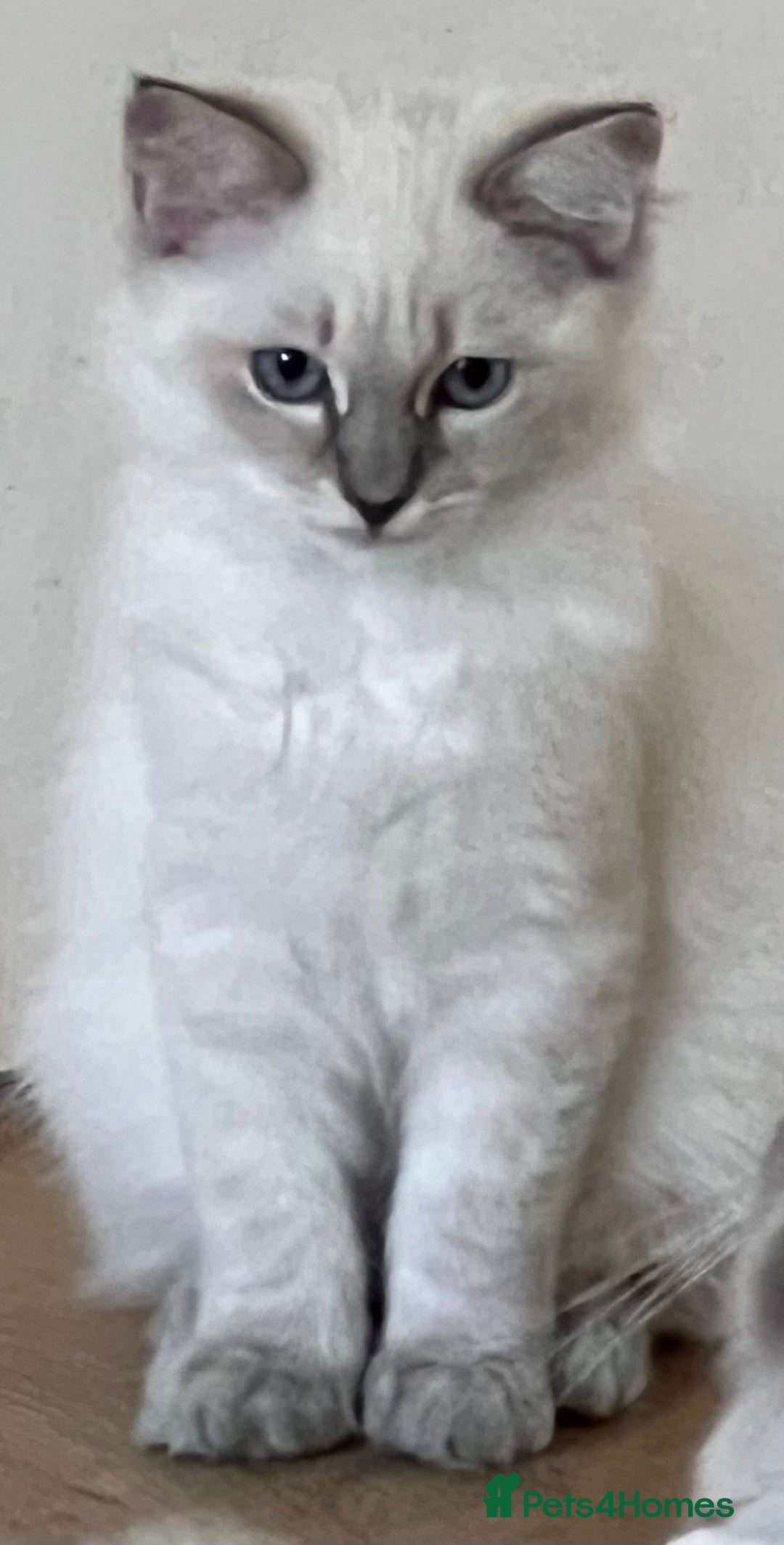 Ragdoll cats for sale: Ragdoll kittens  - Image 1