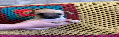 Mixed Breed 1