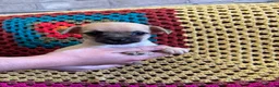 Mixed Breed dogs for sale: Pug x Pomeranian  - Advert 7