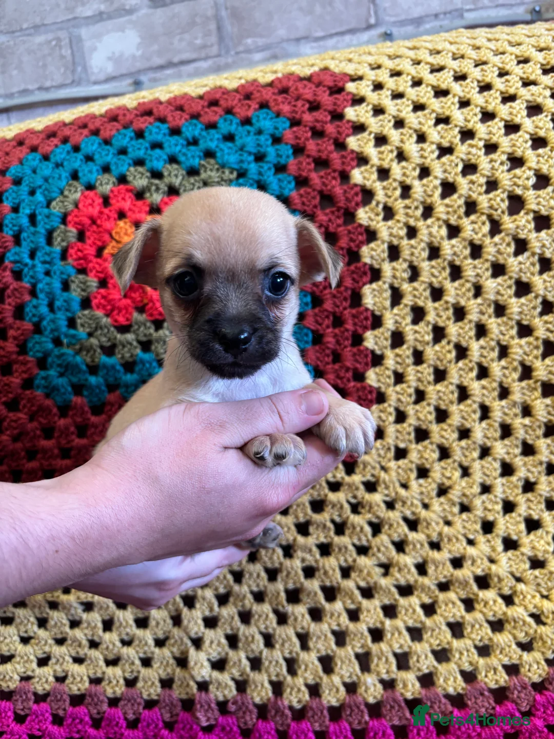 Mixed Breed dogs for sale: Pug x Pomeranian  - Advert 7