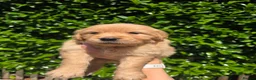 Golden Retriever dogs for sale: KC Fully health tested ONE BOY LEFT 🐾 - Advert 26