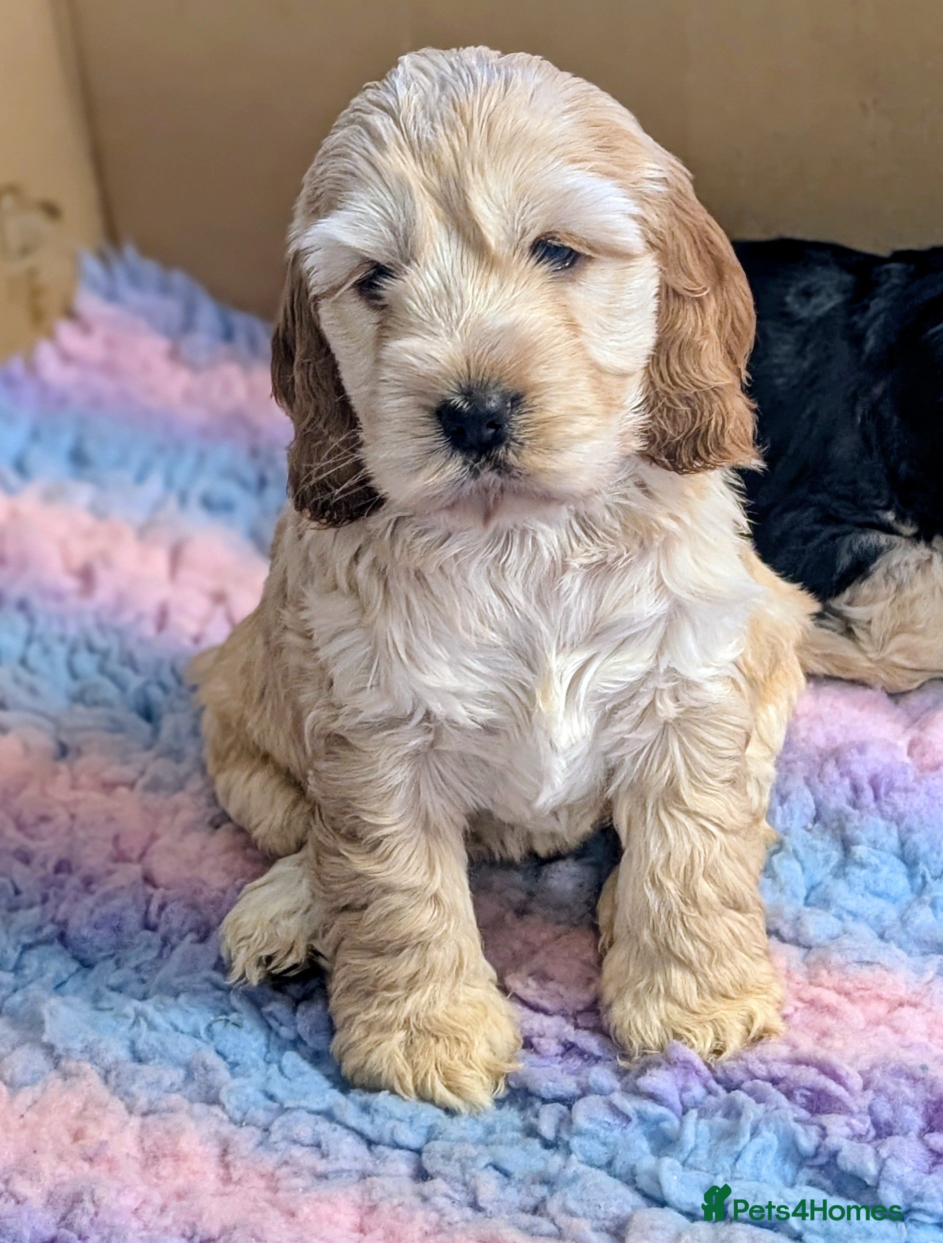 Cockapoo dogs  Beautiful Cockapoo puppies (3 available)  - Advert 15