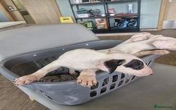 English Bull Terrier dogs for sale: The last 2x EBT Babies... - Image 7