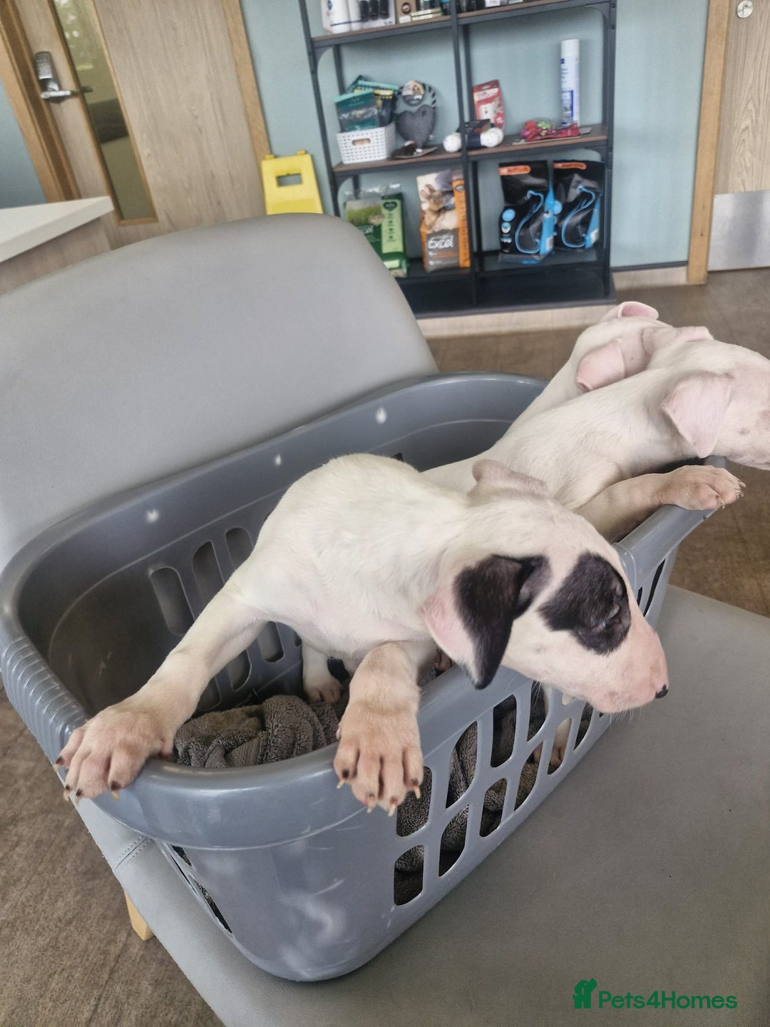 English Bull Terrier dogs for sale: The last 2x EBT Babies... - Image 7