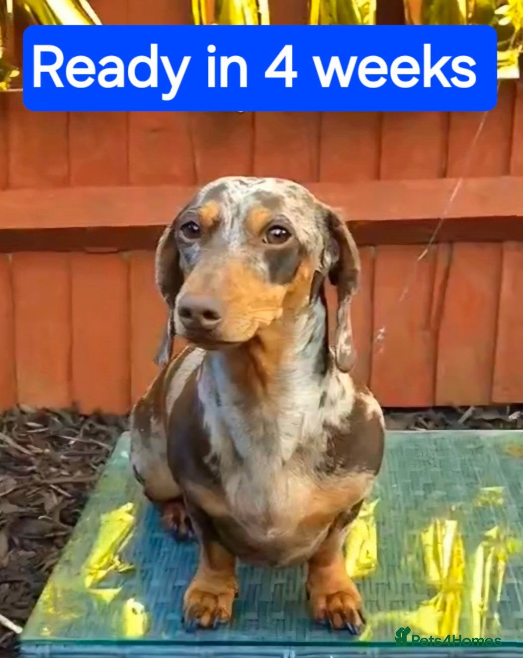 Miniature Dachshund dogs 🐾KC Silver Dapple - Elite Show Lines - 2.2% COI🐾 - Advert 9