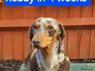 Miniature Dachshund dogs 🐾KC Silver Dapple - Elite Show Lines - 2.2% COI🐾 - Advert 9