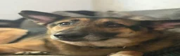 Mixed Breed dogs for adoption: Meet Wolfie and Rosie, currently residing in Kent in Gillingham - Advert 8