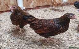 Chickens poultry for sale: Gold Laced & Blue Laced Wynadotte Bantam Hens - Image 2