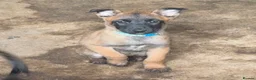Belgian Shepherd Dog dogs for sale: Belgium malinos cross Dutch Herder puppies  - Advert 4