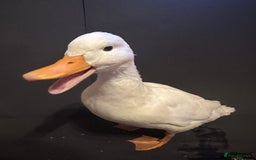 Ducks poultry for sale: Pure white call ducks  - Image 8