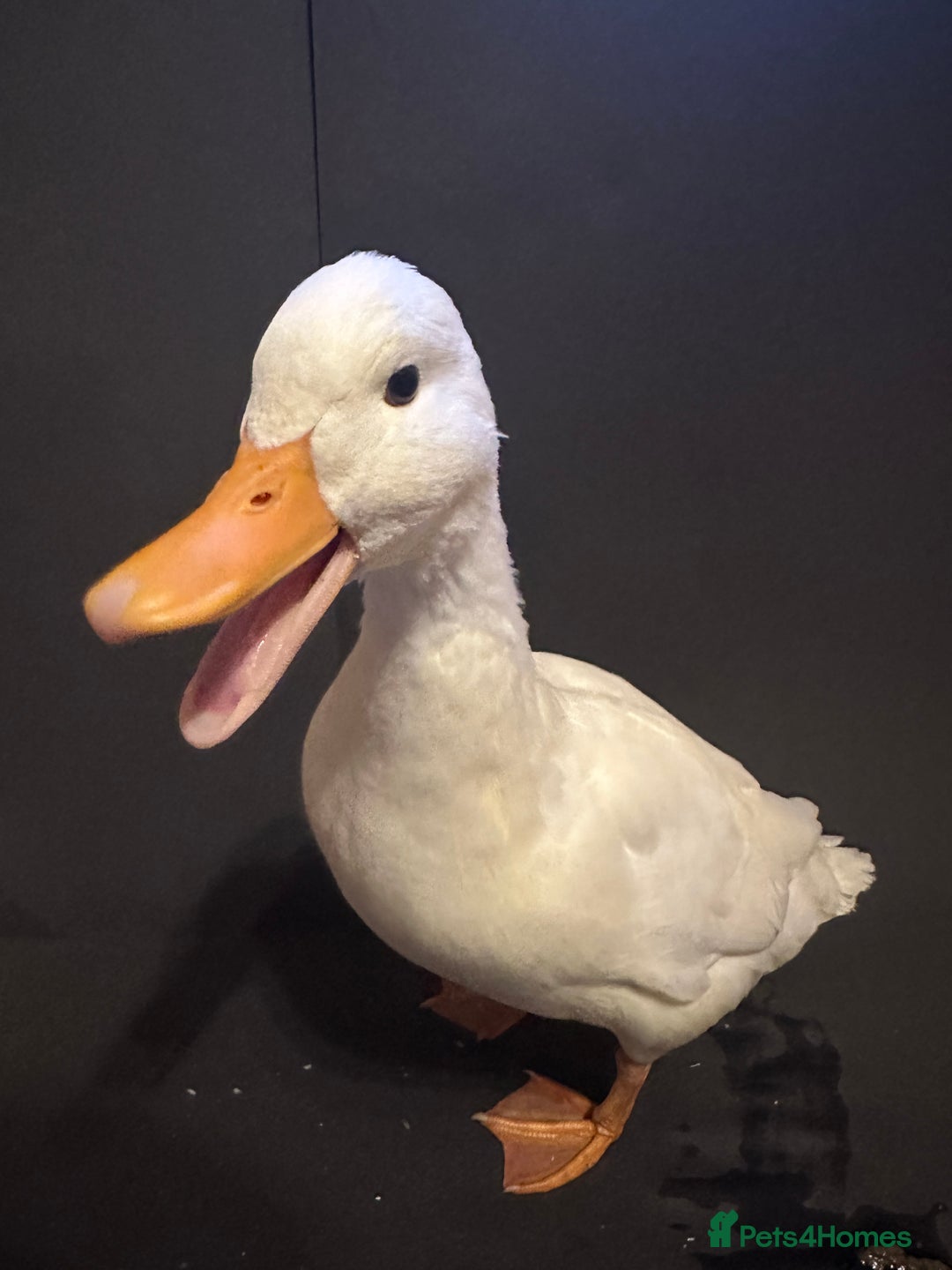 Ducks poultry for sale: Pure white call ducks  - Image 8