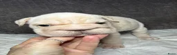 French Bulldog dogs for sale: French bulldog puppies Ready Now! - Advert 33