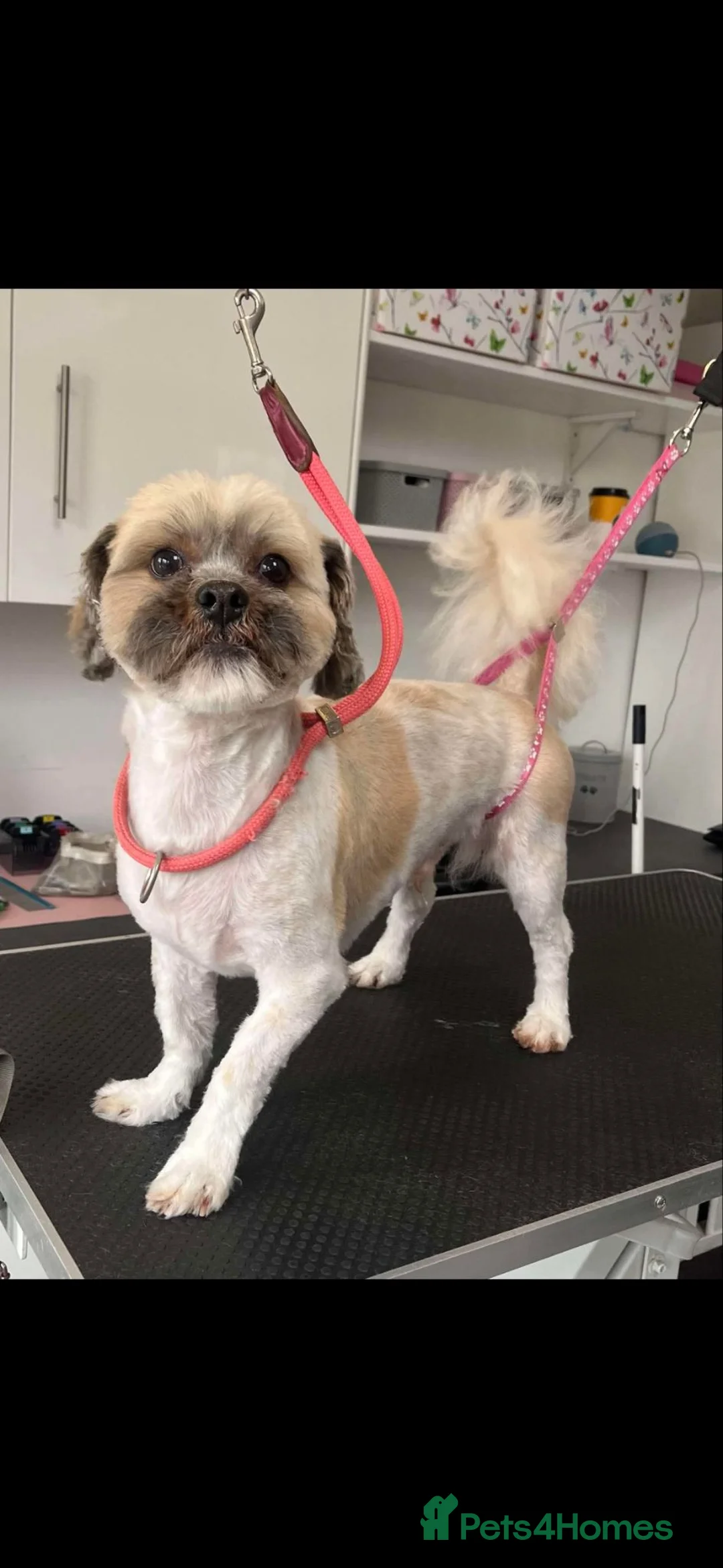 Zuchon dogs for sale: Beautiful boy for rehome in Wigan - Advert 1