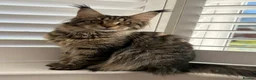 Maine Coon cats for sale: Beautiful Maine Coon Kittens, 2 Boys & 2 Girls - Advert 1