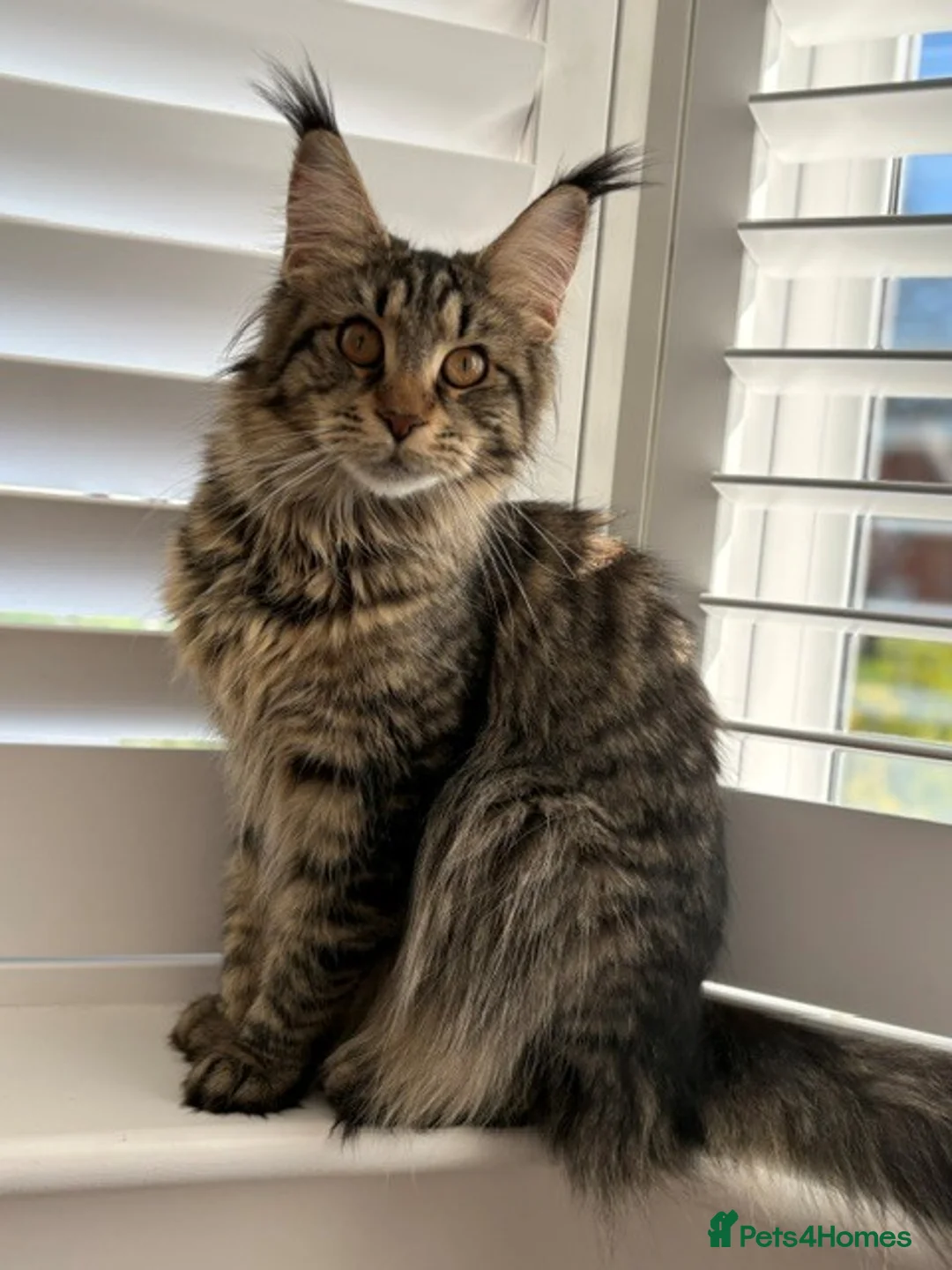 Maine Coon cats for sale: Beautiful Maine Coon Kittens, 2 Boys & 2 Girls - Advert 1