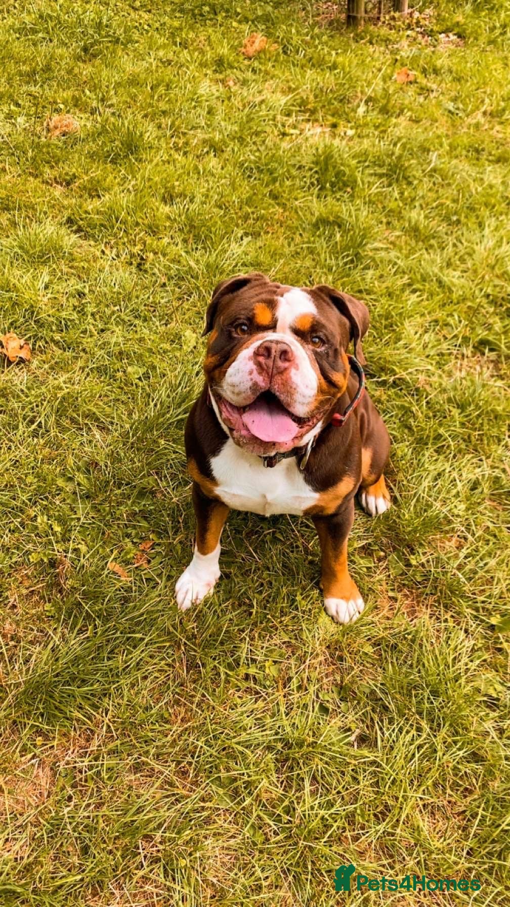 Mixed Breed dogs English X American bulldog  - Advert 8