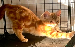 Domestic Shorthair cats for sale: William & Harry (The Royals) - Image 5