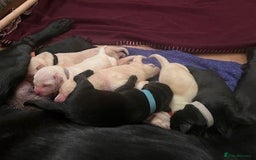 Labrador Retriever dogs for sale: Lucy's Puppies have arrived! - Image 4