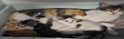 Mixed Breed cats for sale: Gorgeous Kittens ready now!!! - Advert 2